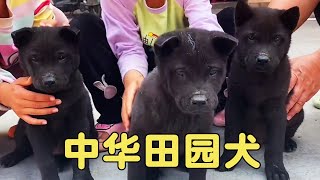 Rural kids give 5 black dogs w/ black fur & tongue  great temper  true Chinese garden dog!