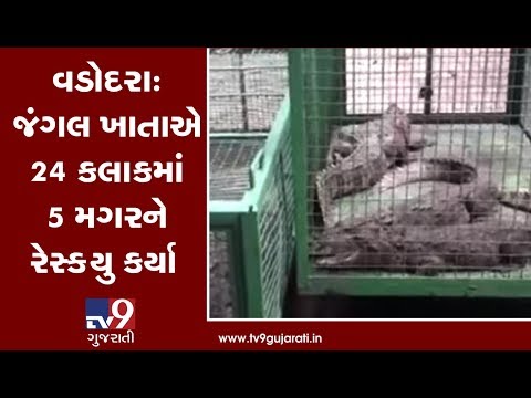 Vadodara : 5 crocodiles entered residential area due to overflowing rivers, rescued by forest dept