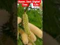Neme And Devi tree very nice video