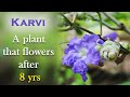 Karvi that flowers after 8 yrs  karvi identification  strobilanthes callosus identification