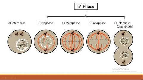 Inheritance and variation - Lecture 7