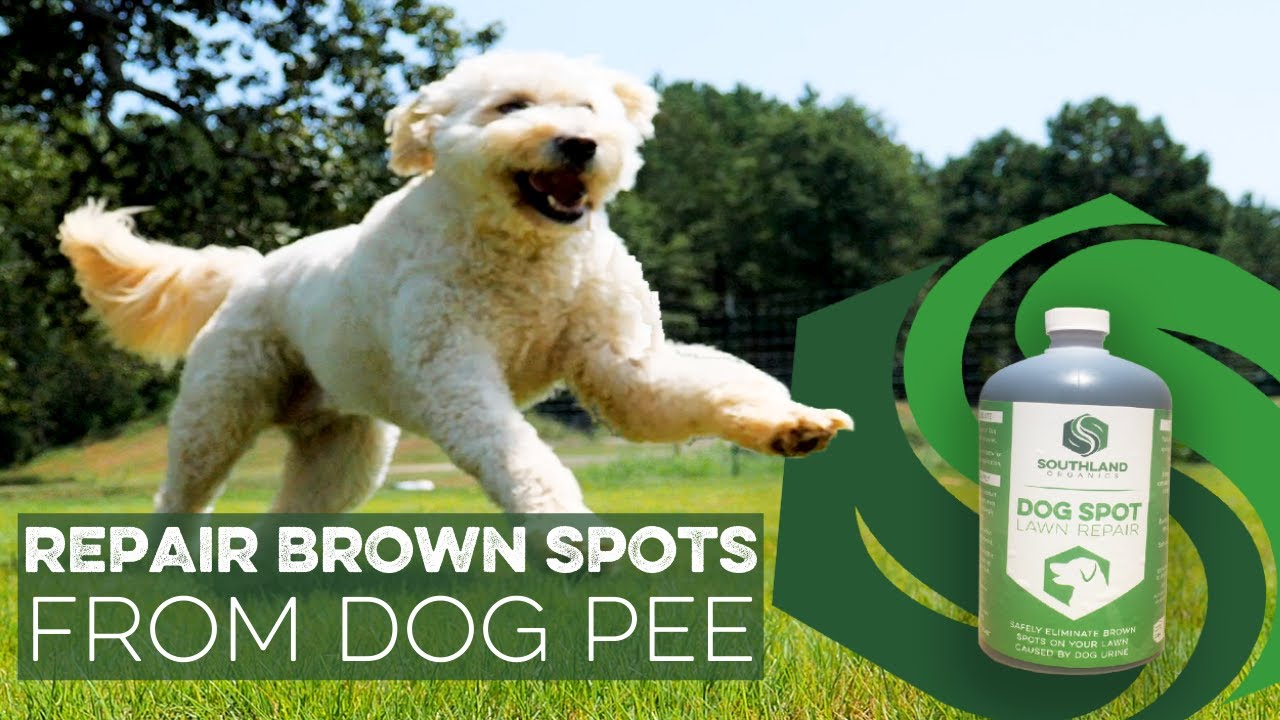 Dog Spot Dog Urine Lawn Repair Youtube
