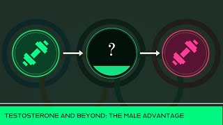 Testosterone and Beyond: The Male Advantage in Sports