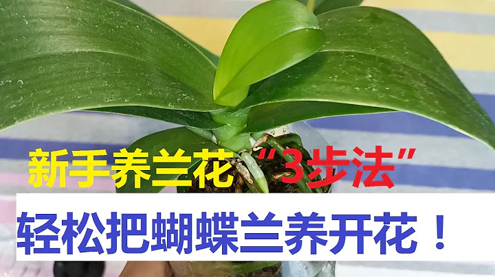 新手养兰花“3步法”，轻松把蝴蝶兰养活养开花，新手秒变老司机（阿涛养花99期）How do novices raise orchids? - 天天要闻