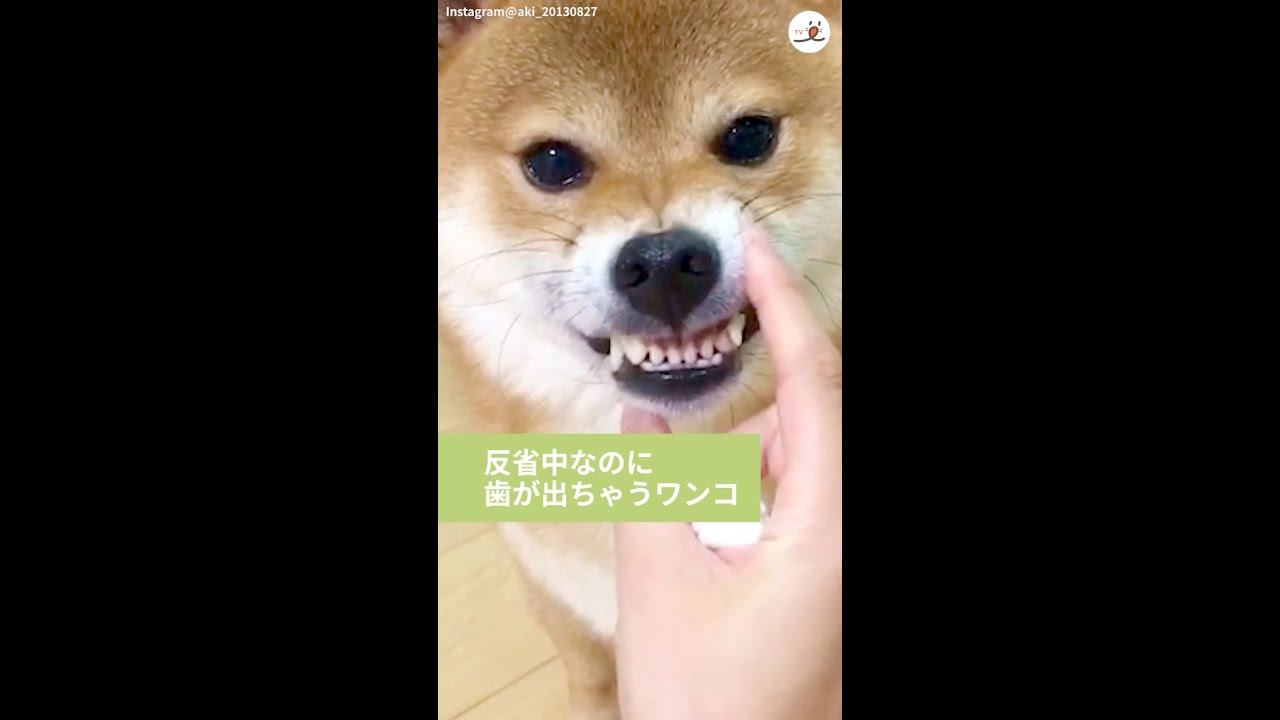 反省中に飼い主さんにブサカワにされちゃう柴犬さん Youtube 反省中に飼い主さんにブサカワにされちゃう柴犬さん Youtube