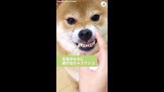 反省中に飼い主さんにブサカワにされちゃう柴犬さん…♡