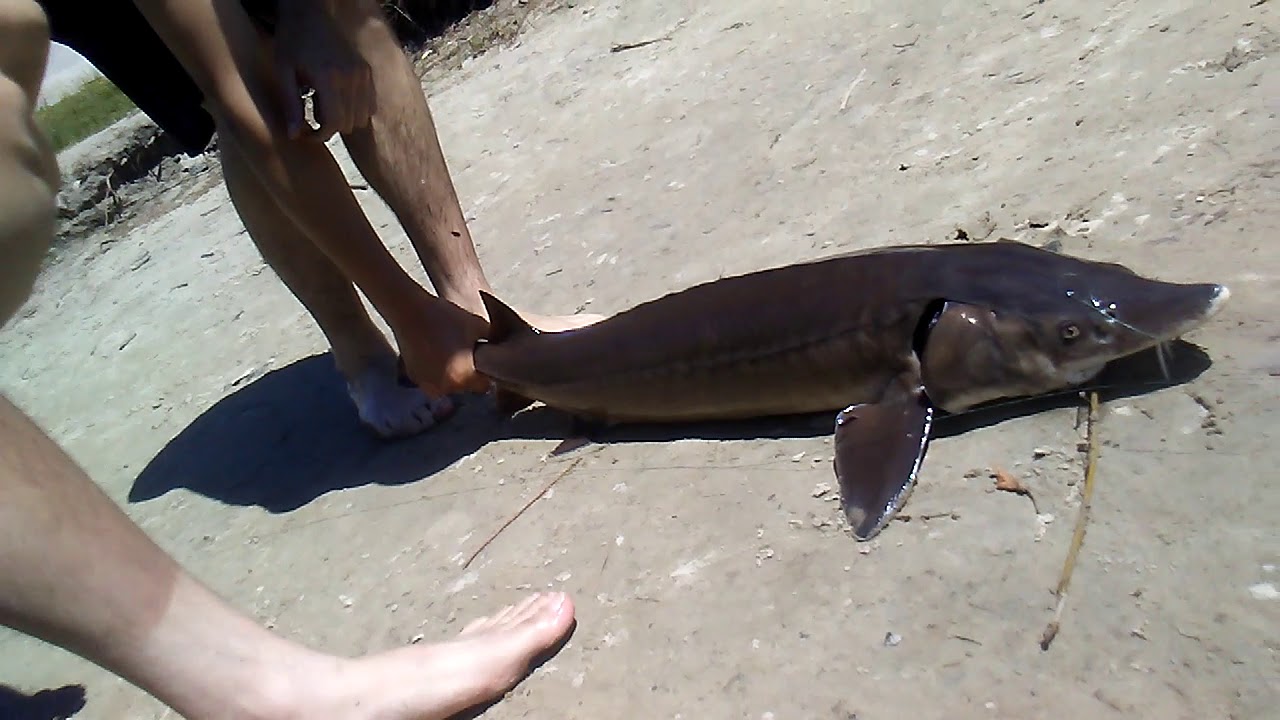 Catching a 12lb Sturgeon in Mattagami River boat launch, Timmins Ontario CANADA. YouTube