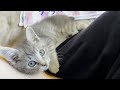 【保護3日目】子猫のはじめての部屋での日常を追ってみた……