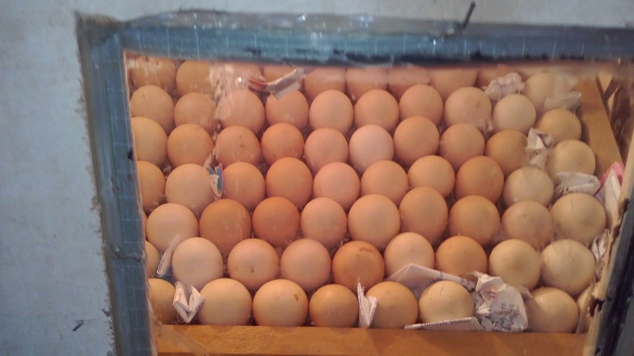 Inqibator nece olmaldi