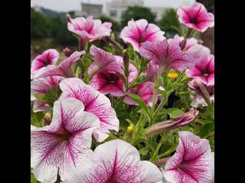 [TJ노래방라운지] 울어라열풍아 - 이미자