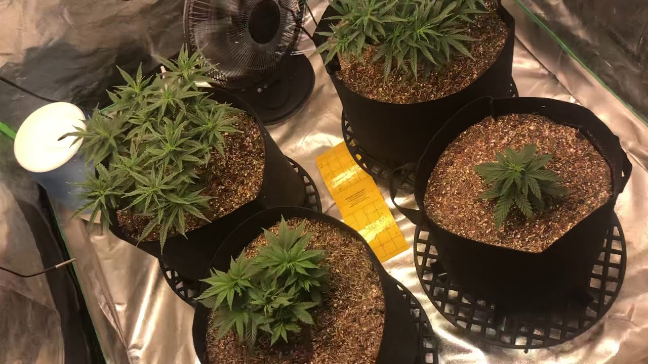 Checking on the girls after transplant. Organic cannabis grow under the ledtonic Q7 led grow light