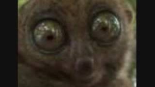 The Creepiest of Lemurs