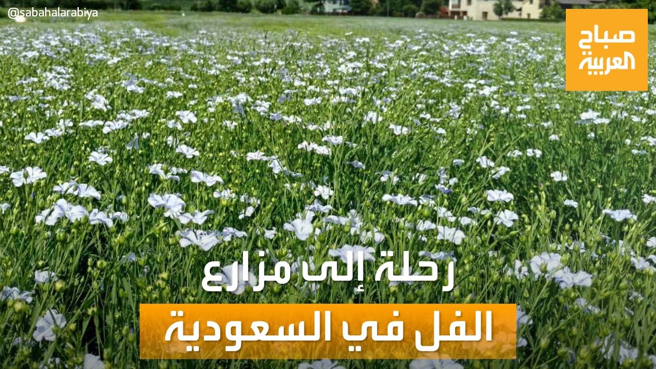 صباح العربية | رحلة ممتعة إلى مزارع الفل في جازان.. أنواعه ومواسم زراعته وحصاده