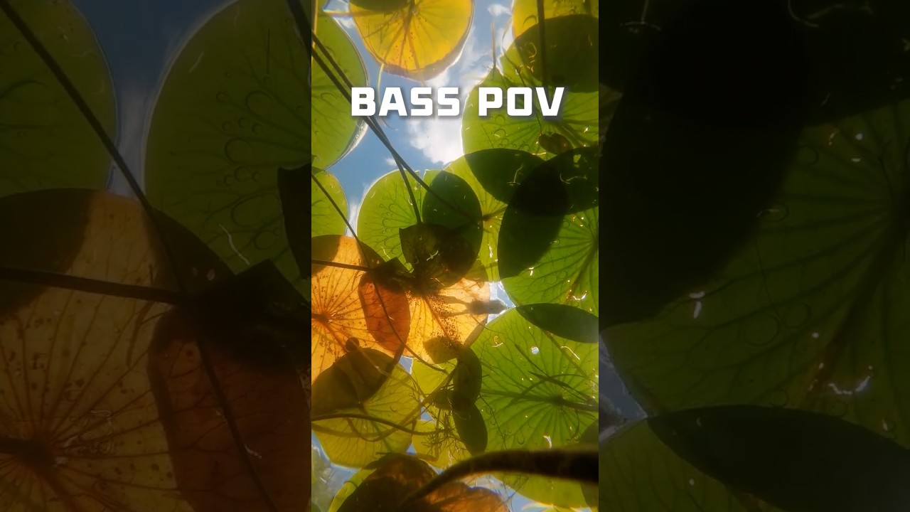 Bass POV Under Lily Pads: How Clearly Can They See Your Frog Lure?