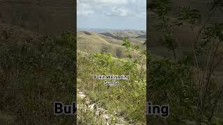 Bukit Wairinding Sumba #travel #shorts #sumba #fyp