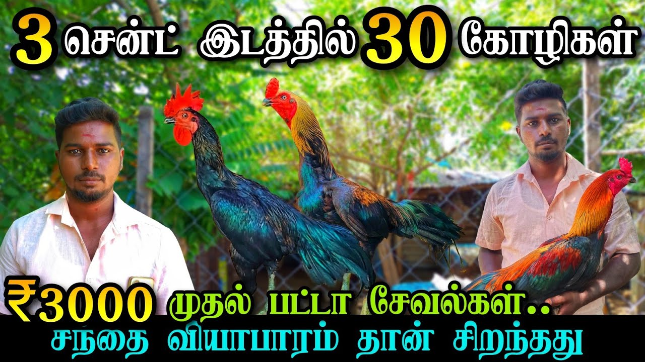 குறைவான இடத்தில் நிறைவான கோழி வளர்ப்பு | 3 சென்ட் இடமே போதும் | வெறும் ₹3000 க்கு பட்டா சேவல்களா?😳