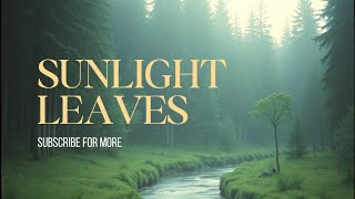 The Science of Sunlight Filtering Through Leaves