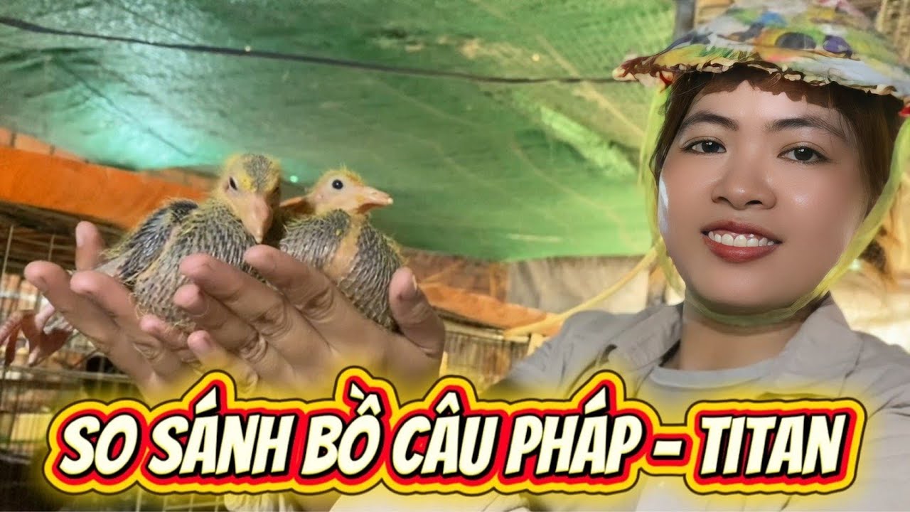 So Sánh Hai Giống Bồ Câu Phổ Biến Nhất Pháp Và Titan