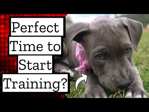 When To Start Training Your Pit Bull Puppy!