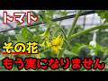 【トマト】花はつくのに実にならない!?原因と対策についてお話しします。【家庭菜園】