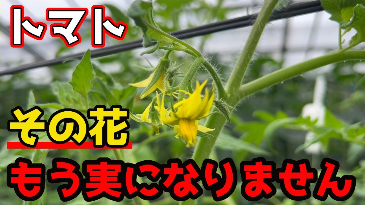 【トマト】花はつくのに実にならない!?原因と対策についてお話しします。【家庭菜園】