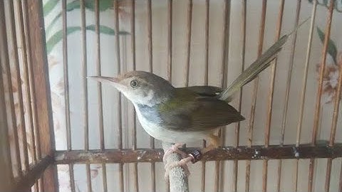 Suara Prenjak Lancur - PIKAT & Pancingan Paling Ampuh Bikin Prenjak Lumut BAHAN Cepat Bunyi GACOR