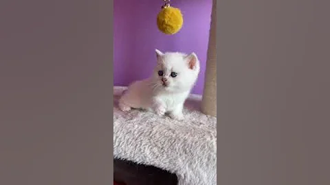 Watch the video about Charming British Kitten in a Silver Fur Coat