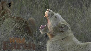 WildEarth - Sunset Safari - 11 May 2020