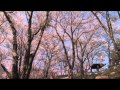 「恋桜」(歌詞付)-高画質