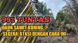 Inilah Beberapa PENYEBAB dan Cara MENGATASI Daun Kelapa Sawit Kuning. screenshot 5