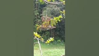 suara pikat cak lilin, cipuh, kunyit kecil