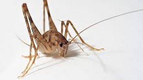 Minecraft Battle: ME VS JUMPY BUG