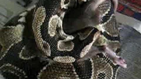 Big Ball Python eats big rat Pt.2