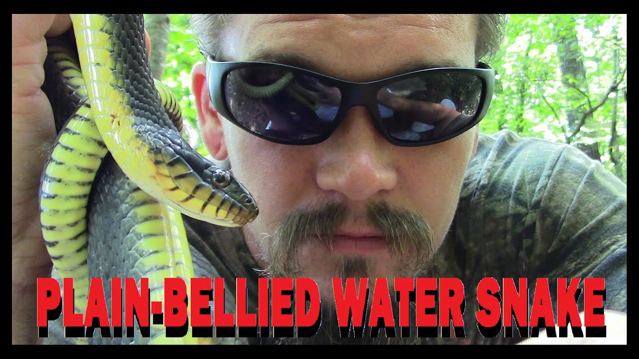 camera iphone 8 plus apk THE WILD-MAN'S WILD FRIENDS - EPISODE 21 - PLAIN-BELLIED WATER SNAKE