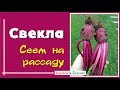 Сеем свеклу на рассаду для раннего урожая