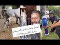 اجمل حصان فى الاسطبل رجله اتكسرت إعادة نشر بناء على طلب المتابعين