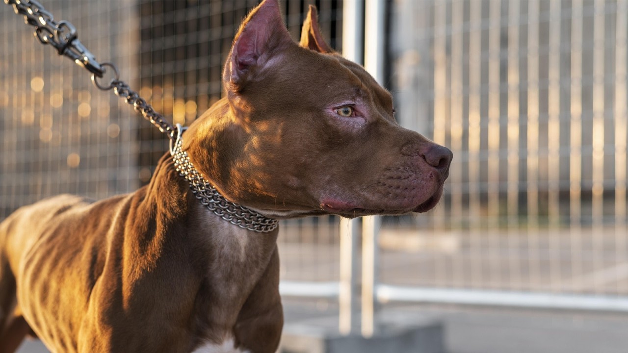 Após ataque envolvendo pitbull em Limeira, GCM orienta como agir e prevenir situações com cães