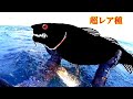人生で1度しか遭遇できない巨大魚の超貴重水中映像！【魚突き】【リメイク動画】