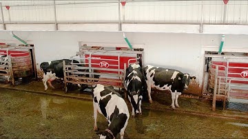 Dairy Automation Journey: The Lely Brand