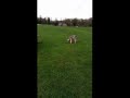 Pip playing fetch at the park.