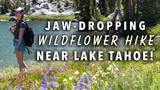 Summer Wildflower Hike to Winnemucca Lake, CA by Gabriella Viola  2,035 views 1 year ago 4 minutes, 1 second