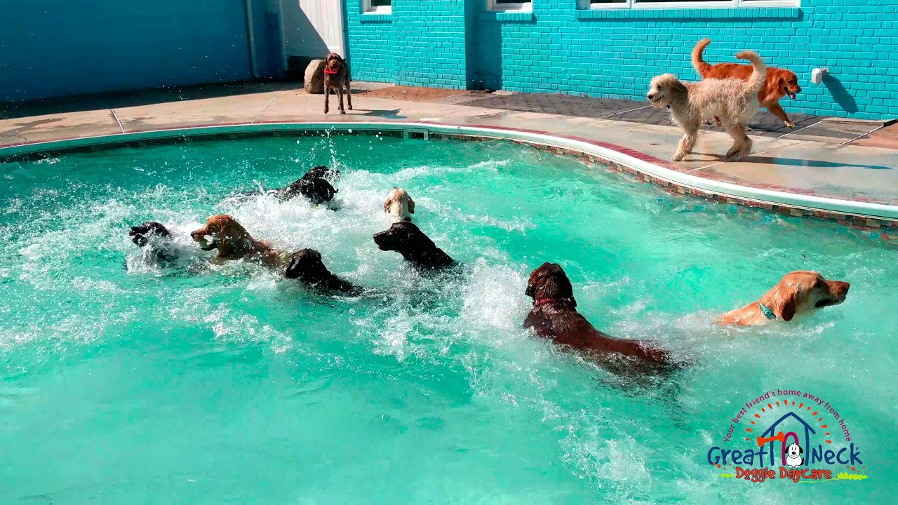 Great Neck Doggie Daycare Swim Time YouTube