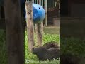 An and Tango get overexcited!