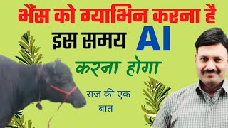 भैंस को गाभिन कैसे करते हैं AI के सही समय द्वारा Artificial Insemination Right Time