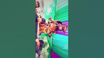 RANI NADA||LIVE BABAKAN LOSARI CIREBON