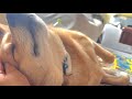 眠気と戦うオイヌ様(雑種犬)