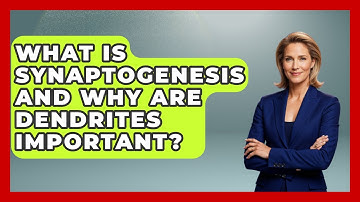 What Is Synaptogenesis And Why Are Dendrites Important? | Brain Development Hub News