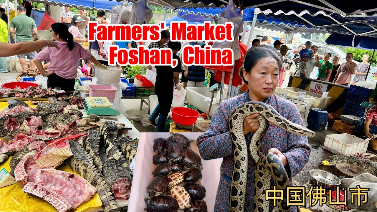 🇨🇳 Snakes, Scorpions, Crocodiles, Frogs & More at Sanzhou market, Foshan Guangdong, China