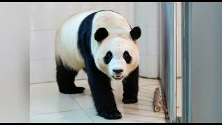 Explanation from CCRCGP Regarding the Abnormal Hair Loss on Fu Bao's Neck #panda #fubao #푸바오