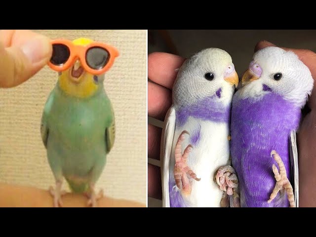 Compilação de Papagaios Engraçados e Pássaros Bonitos 2020 Loros Adorables  Recopilación # 4